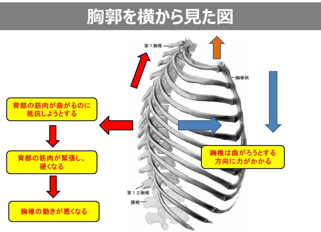 建築学科卒業のトレーナーが考えるカラダの構造 胸椎 胸郭 八千代市で唯一整体とトレーニングで骨格から変える姿勢改善専門パーソナルトレーニングスタジオ One Step ワンステップ